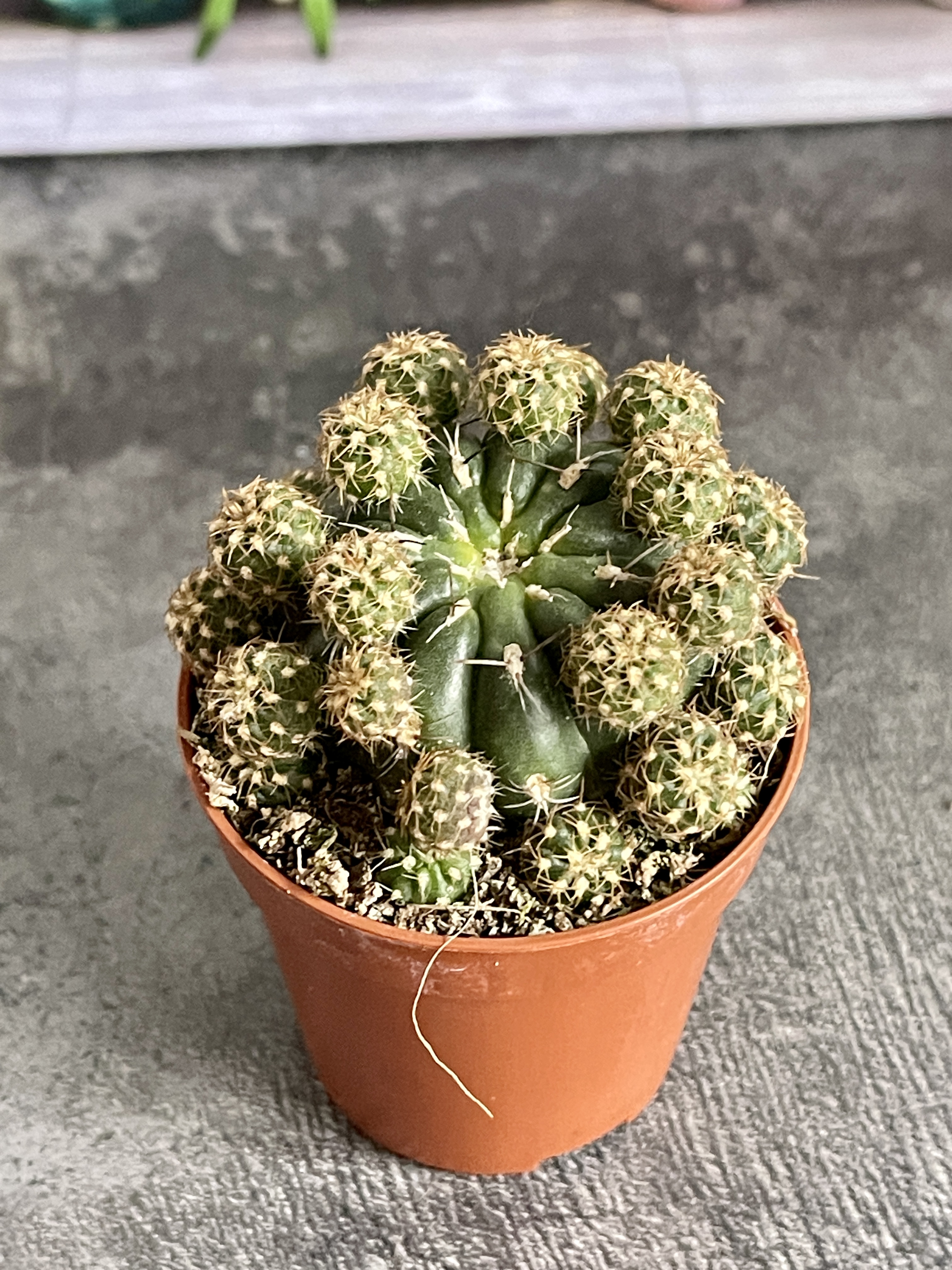 Кактус Матукана Польци (Cactus Matucana Polzii) D5см