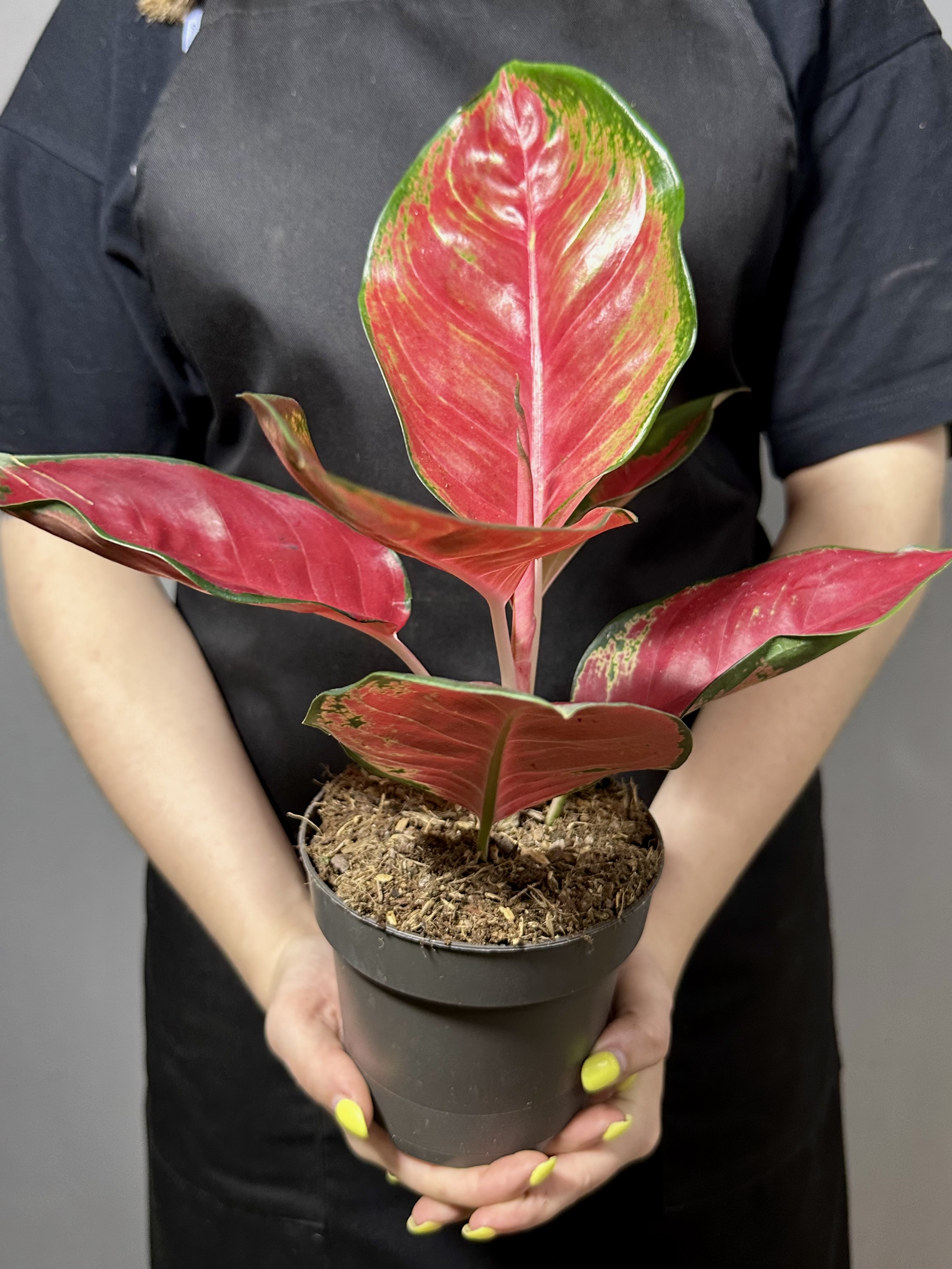 Аглаонема Чили Ред (Aglaonema Chili Red) D12см