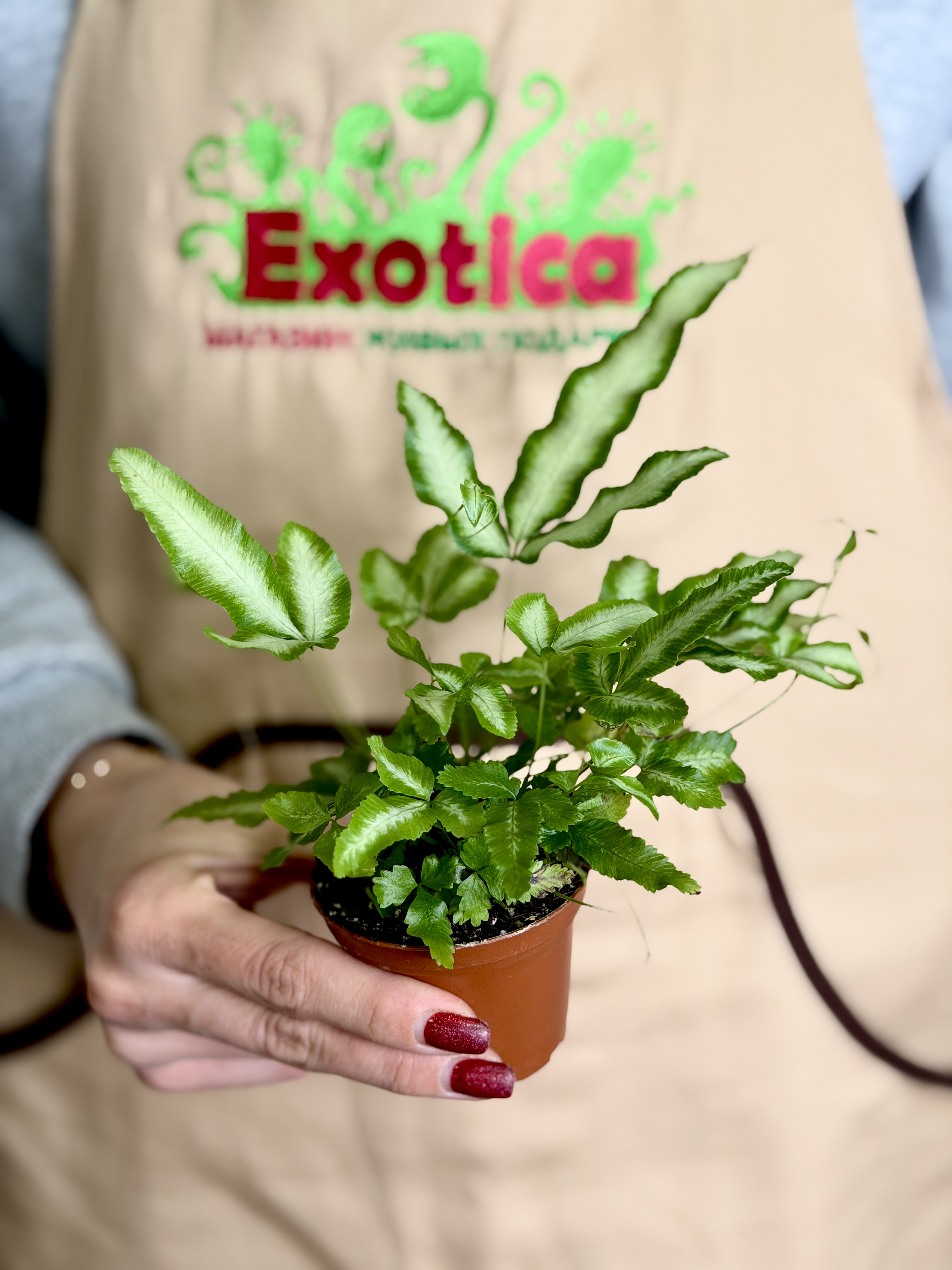 Птерис Критский Альболинеата (Pteris Cretica Albolineata) D7см