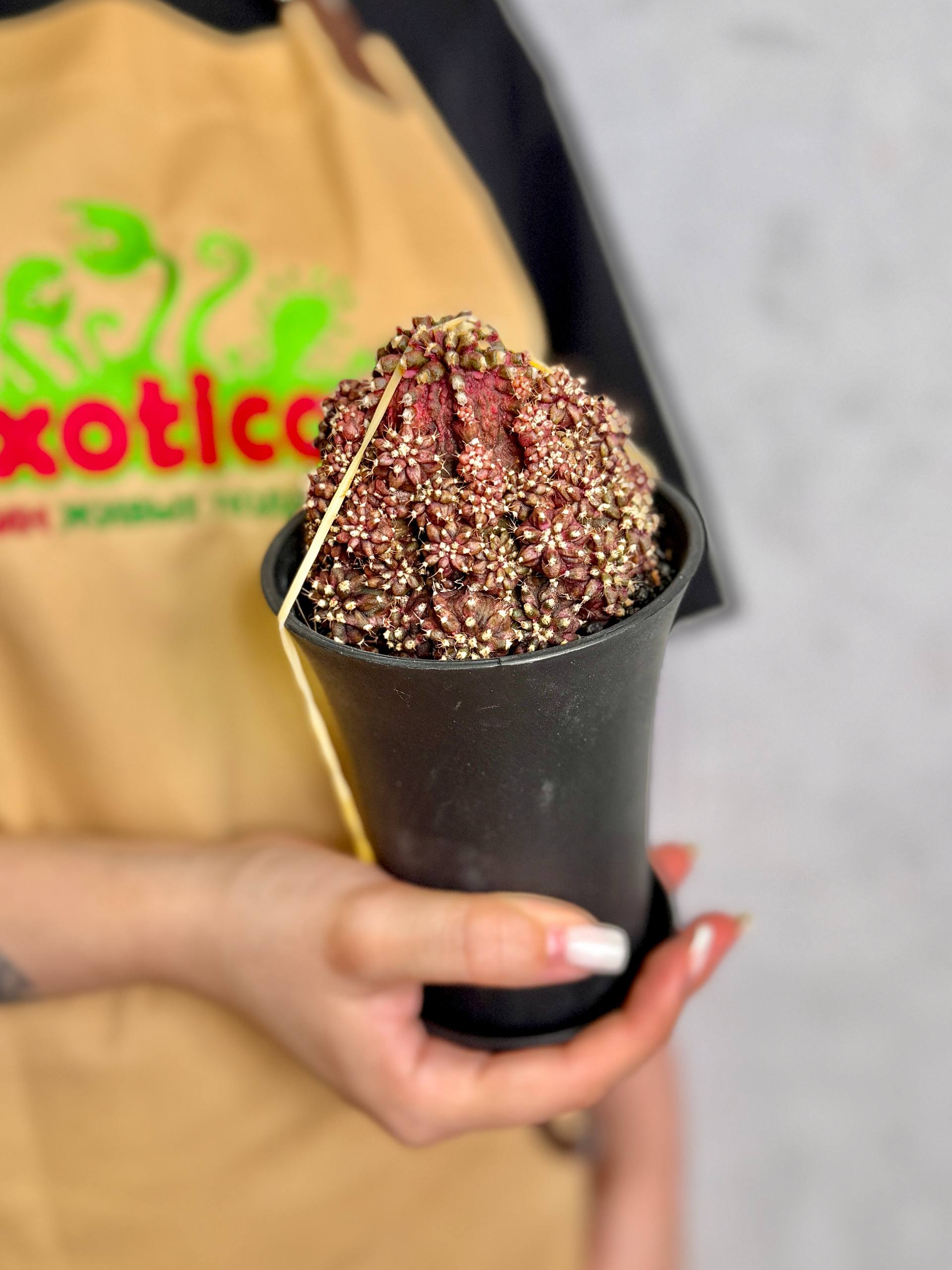 Гимнокалициум Михановича Ти-Рекс (Gymnocalycium Godji T-Rex) D10см