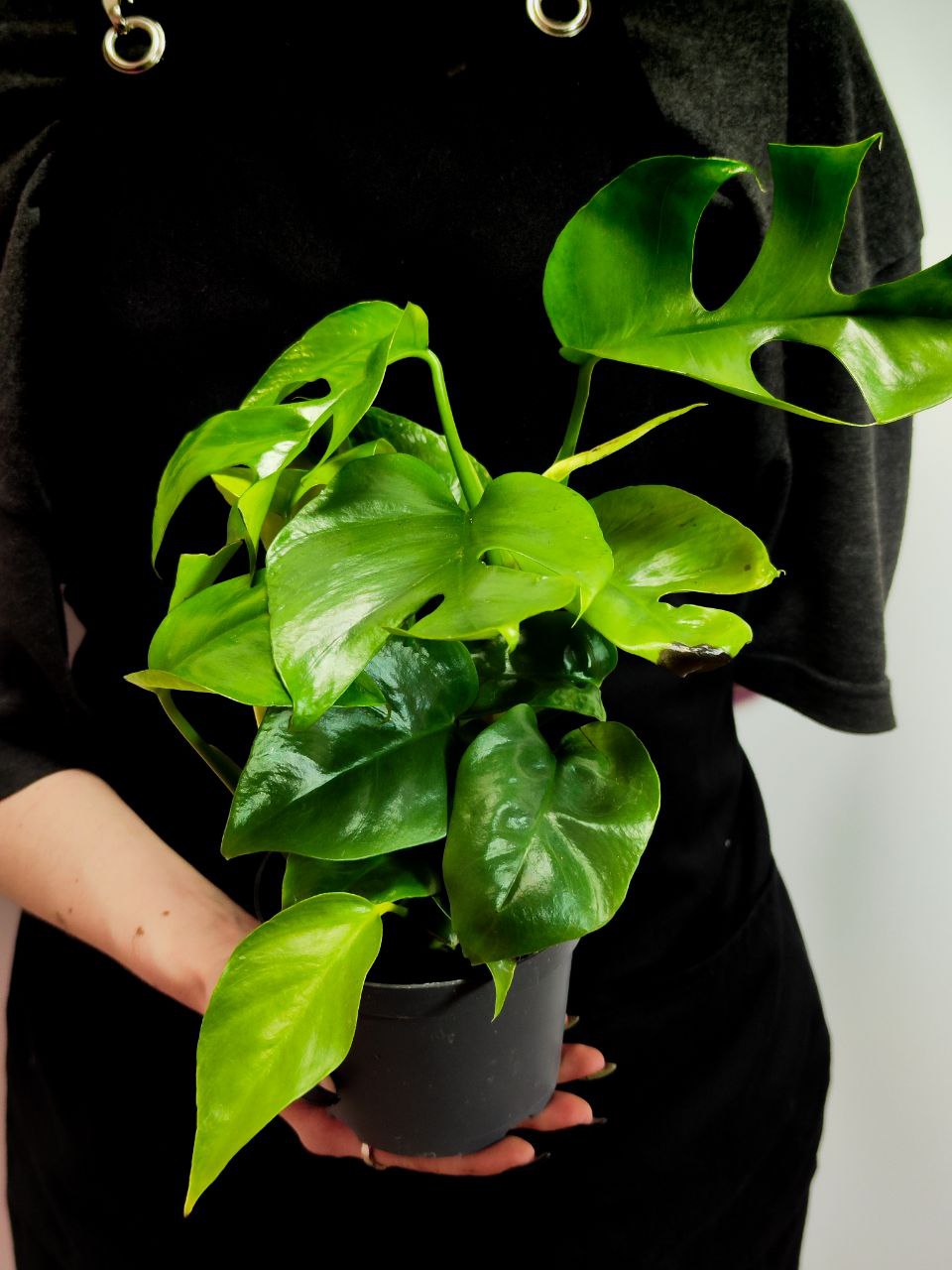 Монстера Минима (Monstera Minima) D12см