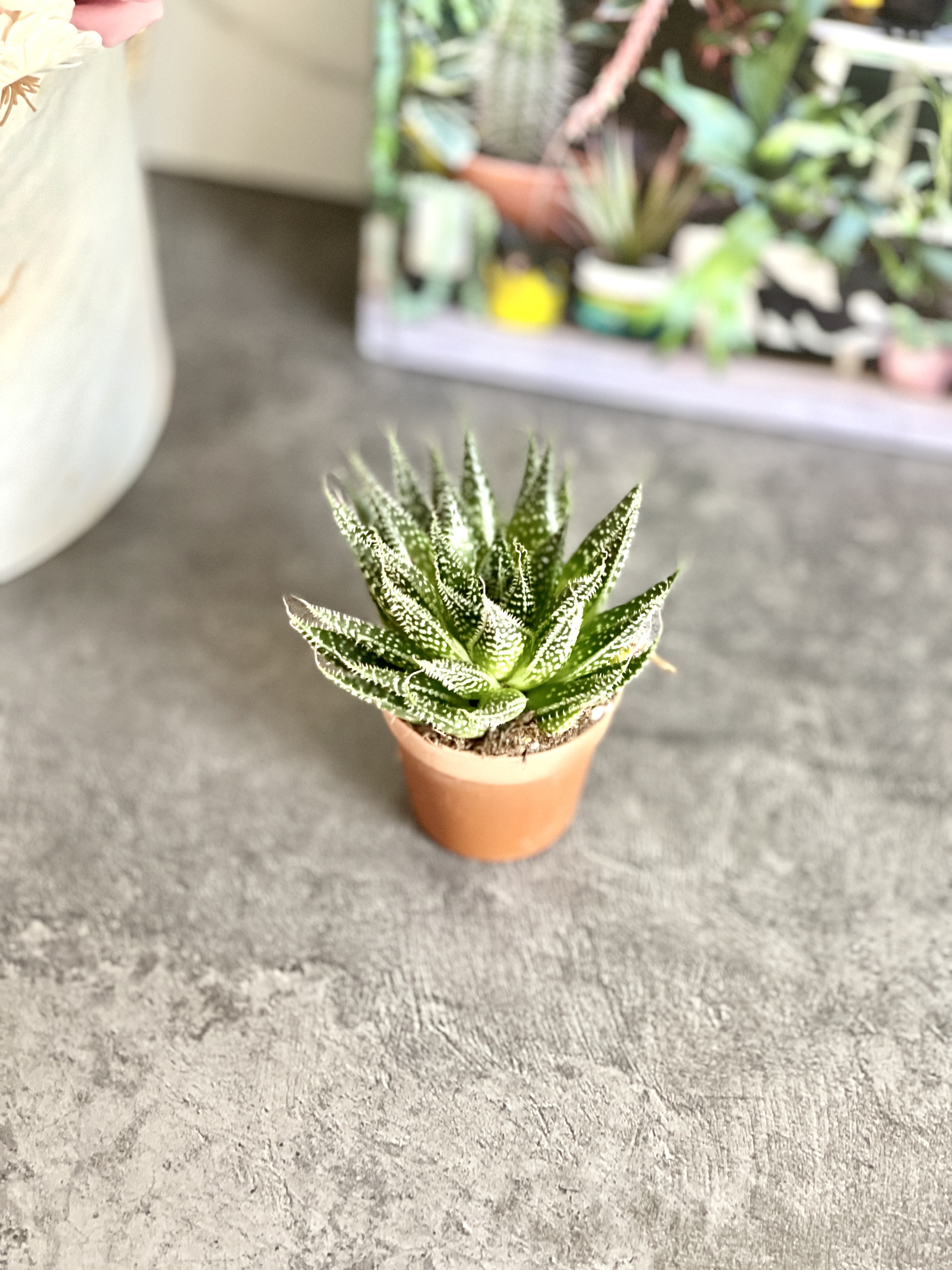 Алоэ Остистое (Aloe Aristata) D5см
