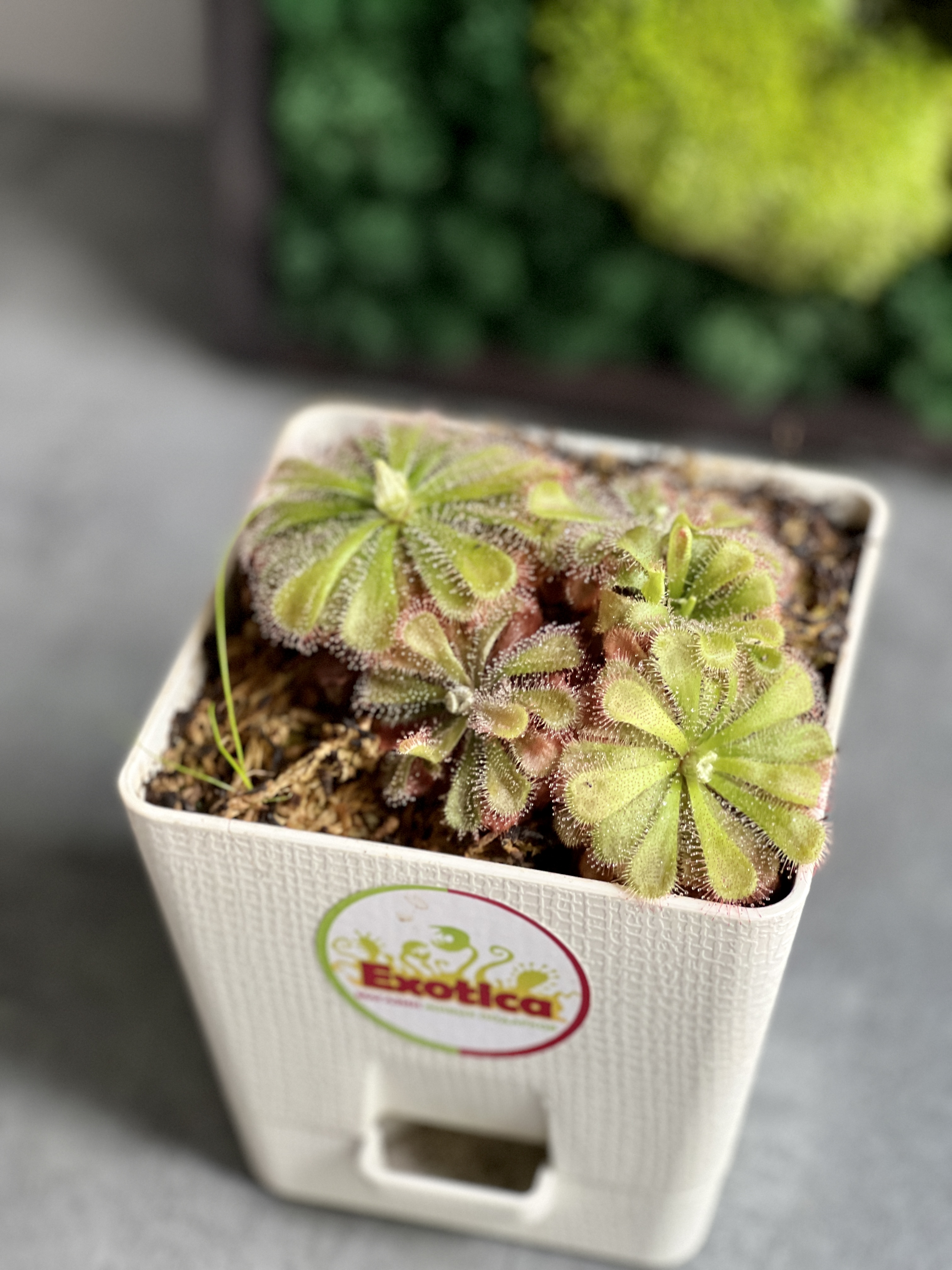 Росянка Алисия (Drosera Aliciae) пересаженная D12см