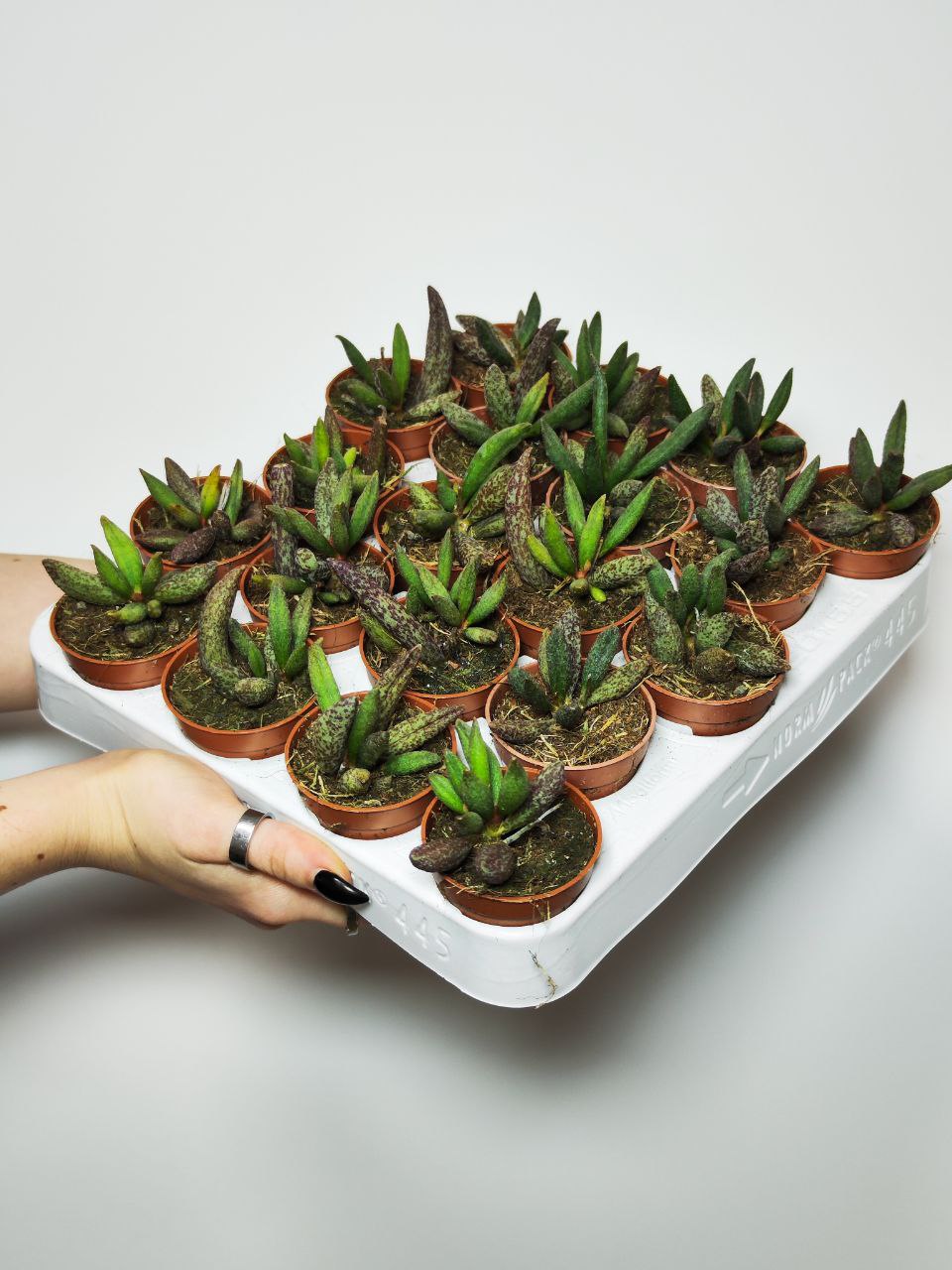 Адромискус Мариане Антидоркатум (Adromischus Marianae Antidorcatum) D5см