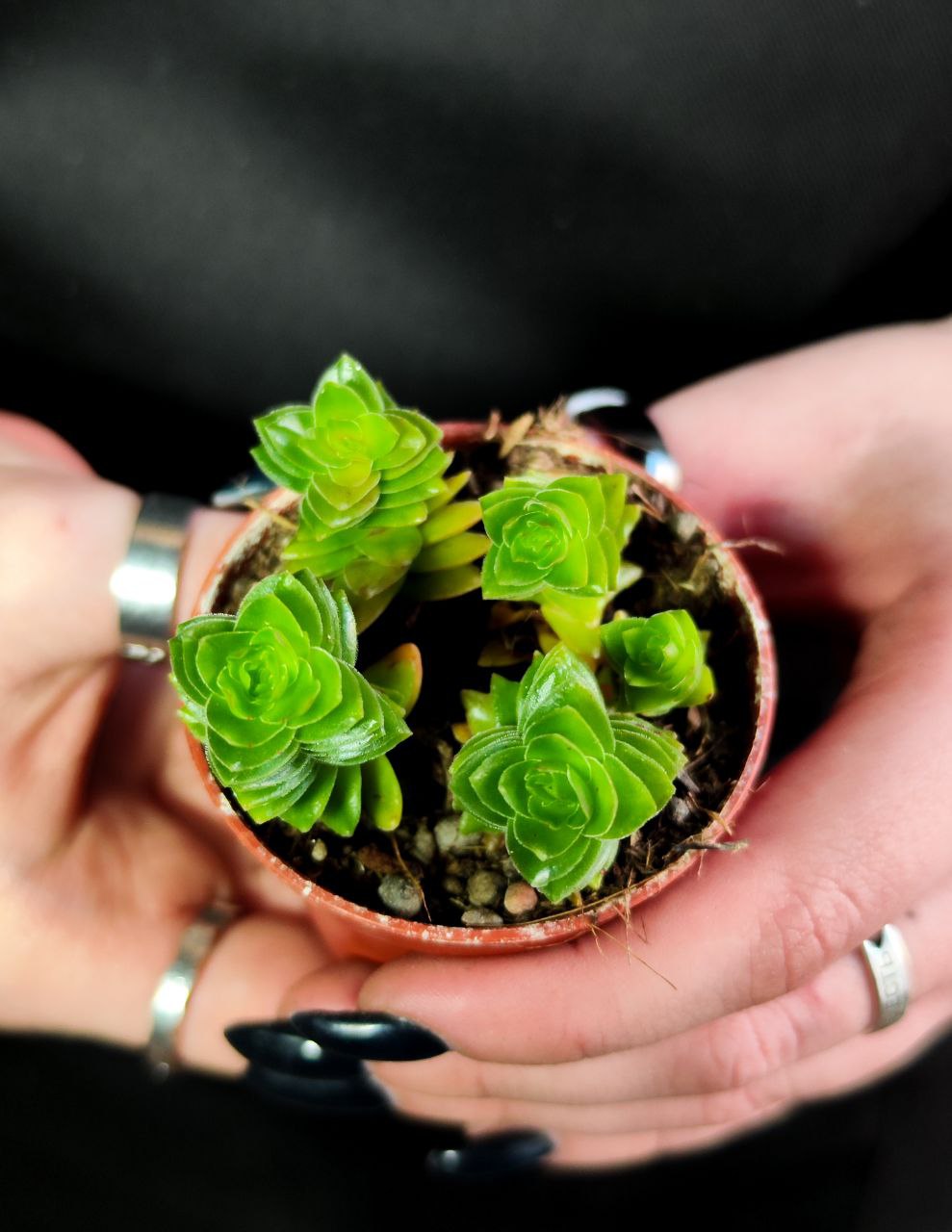 Крассула Эстагнол (Crassula Estagnol) D5см