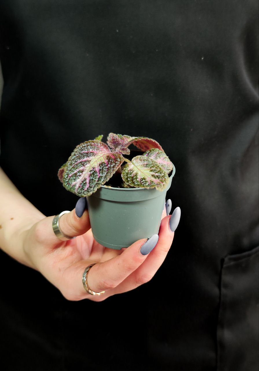 Эписция Розовый Кешью (Episcia Pink Acajou) D6см