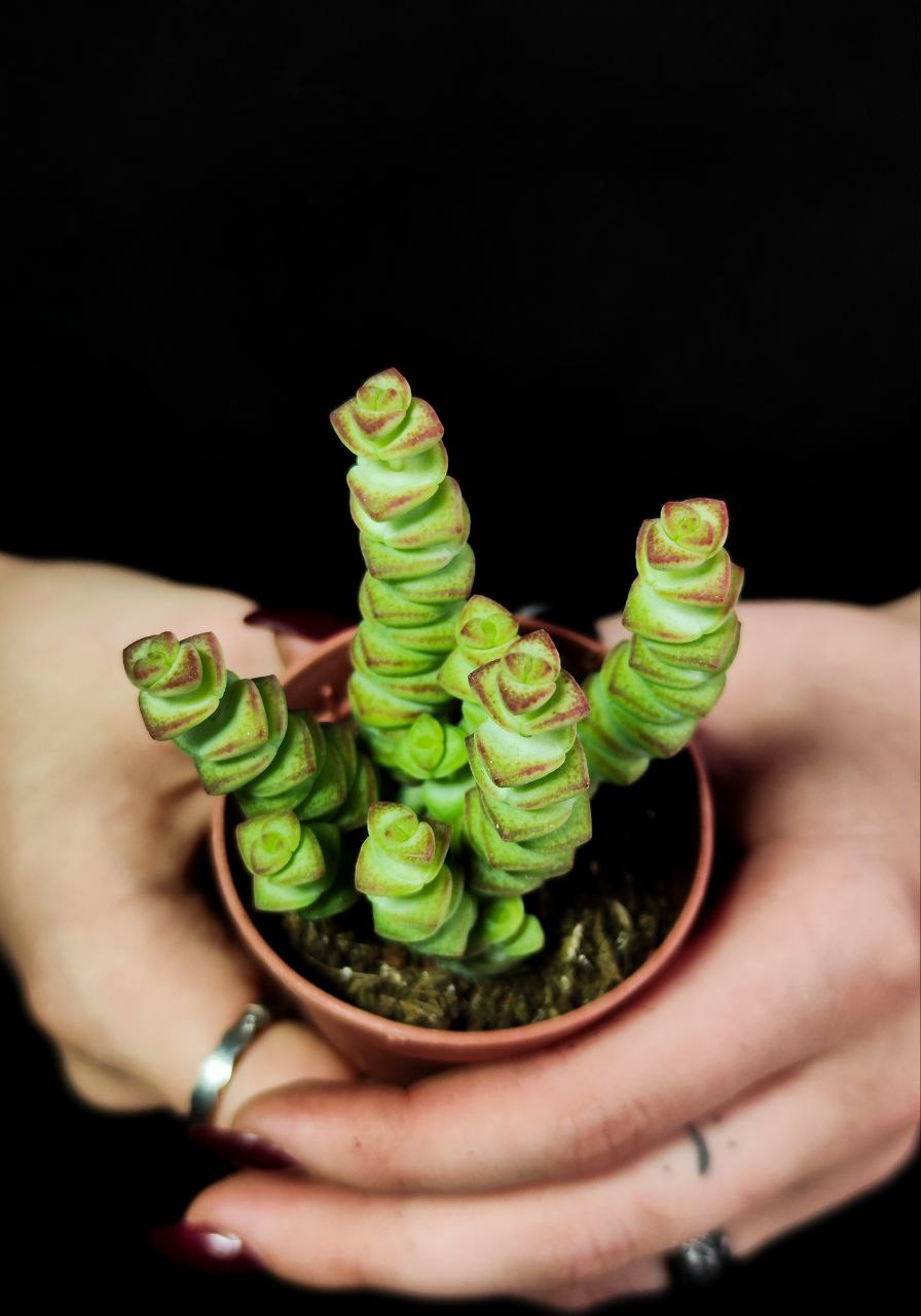 Крассула Марнье (Crassula Marnieriana) D5см