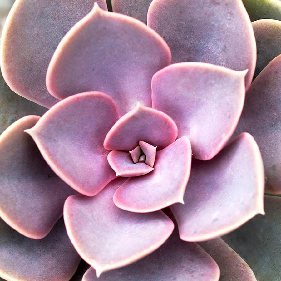 Эхеверия Жемчужина Нюрнберга (Echeveria Perle von Nurnberg) D5см