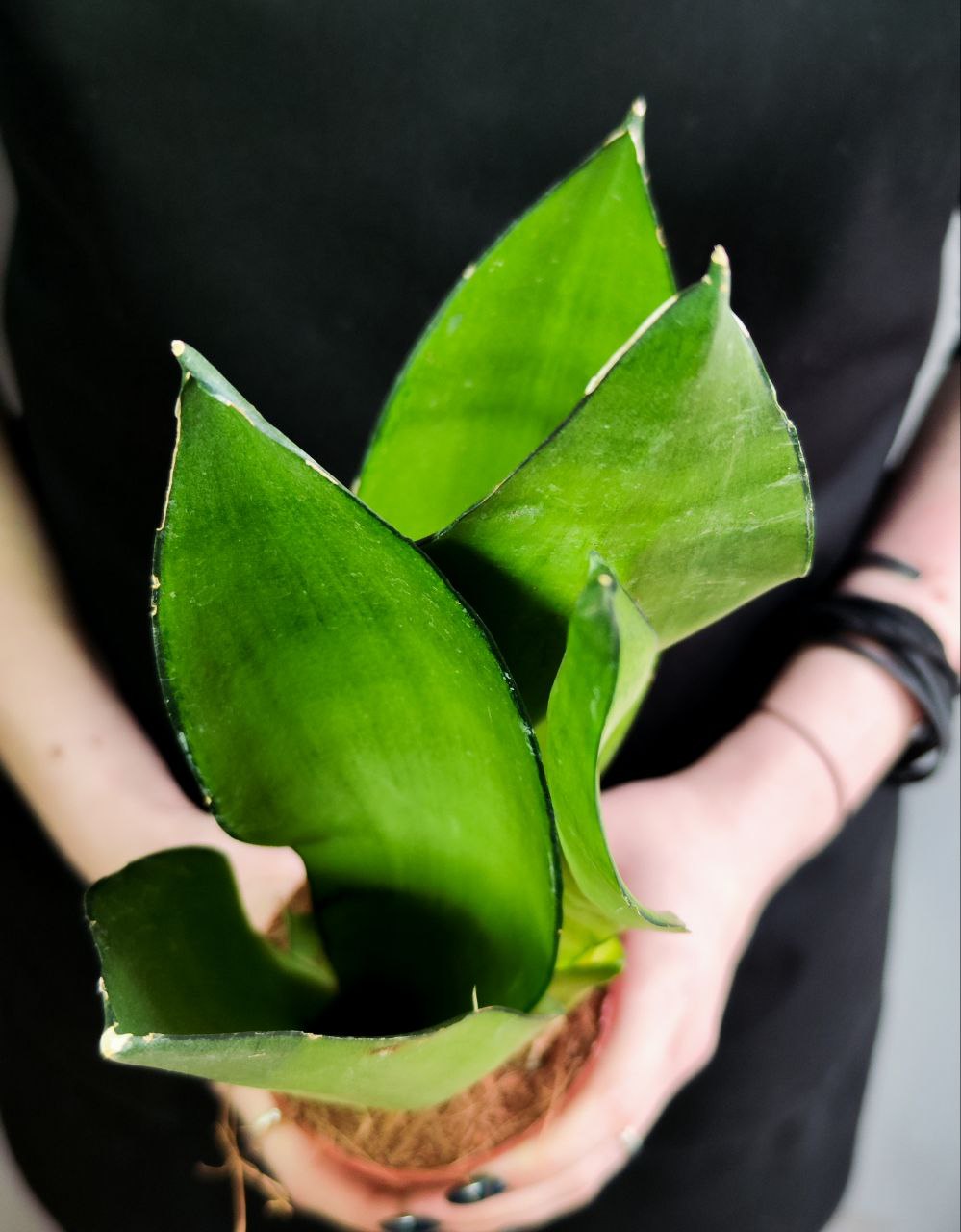 Сансевиерия Муншайн (Sansevieria Moonshine) D9см