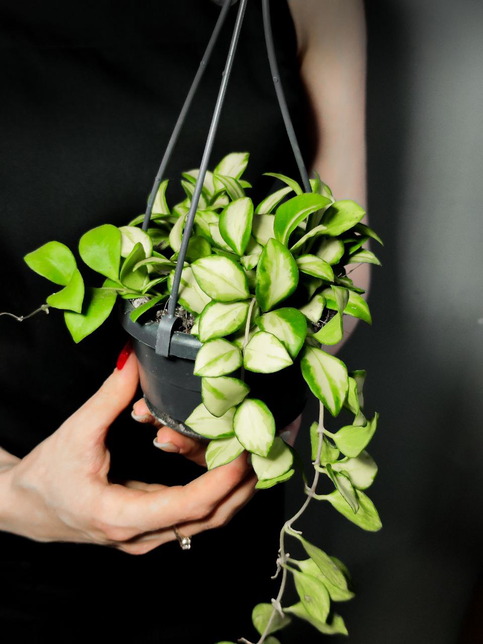 Хойя Хешкелиана Вариегатная (Hoya Heuschkeliana Variagata) D10см
