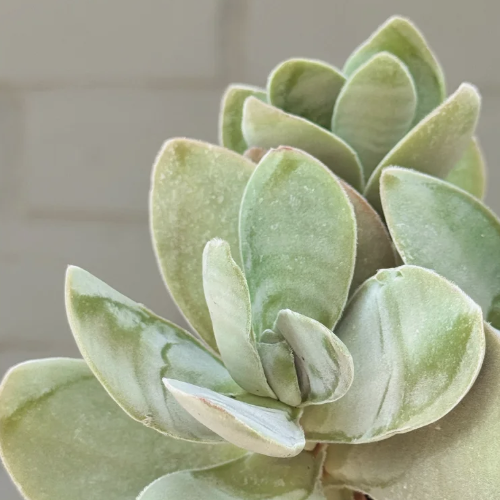 Крассула Котиледонис (Crassula Cotyledonis) D5см