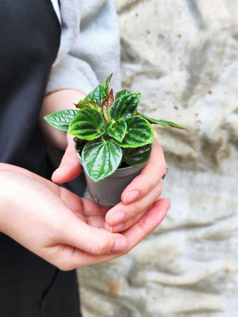 Пеперомия Амазоникас (Peperomia Amazonicas) D5см