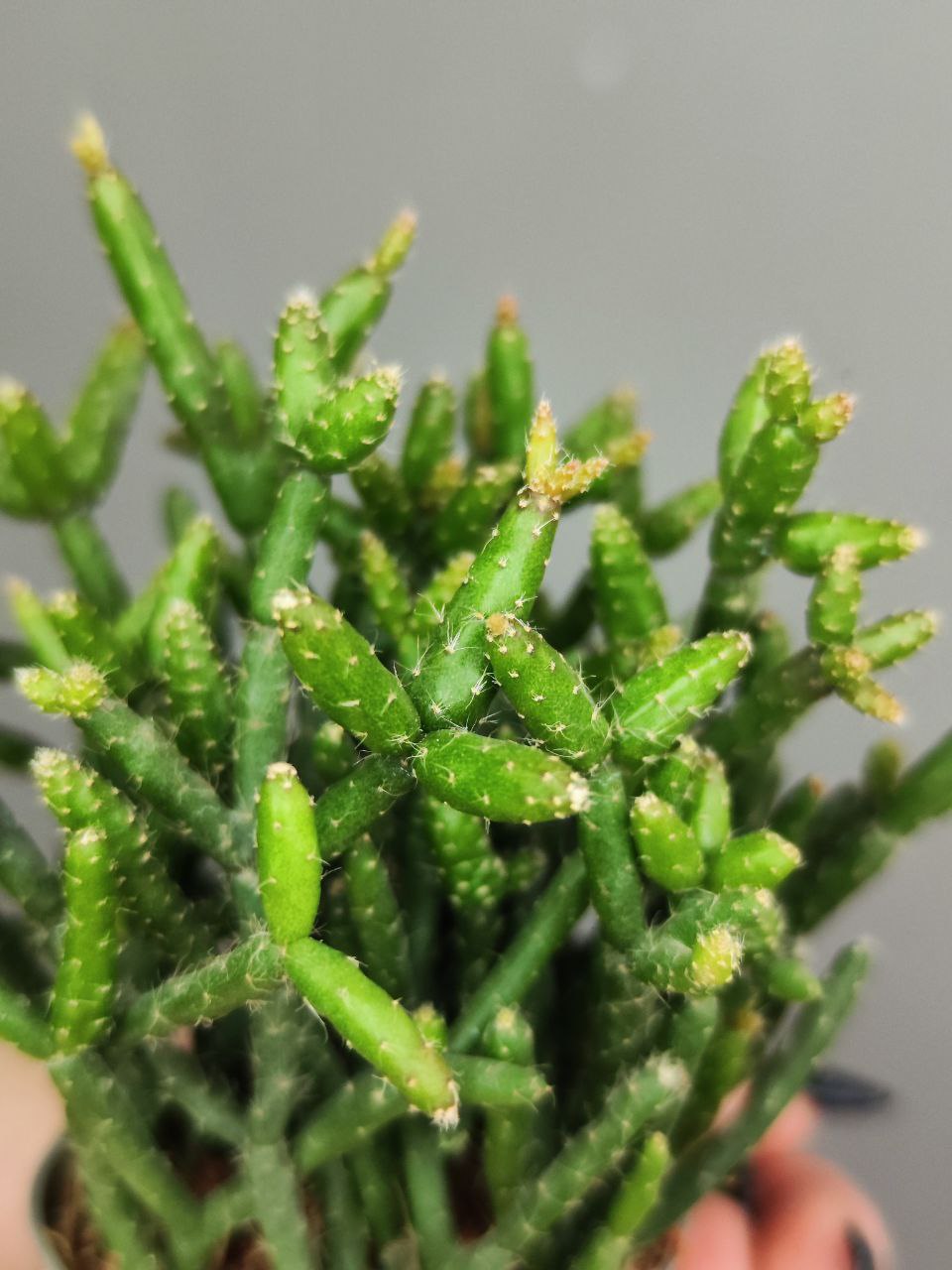 Рипсалис Барчела (Rhipsalis Burchellii) D5см