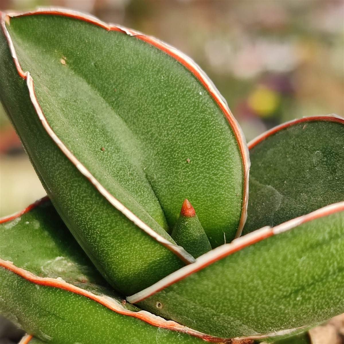 Сансевиерия Эренберга Самурай (Sansevieria Ehrenbergii Samurai) D6см