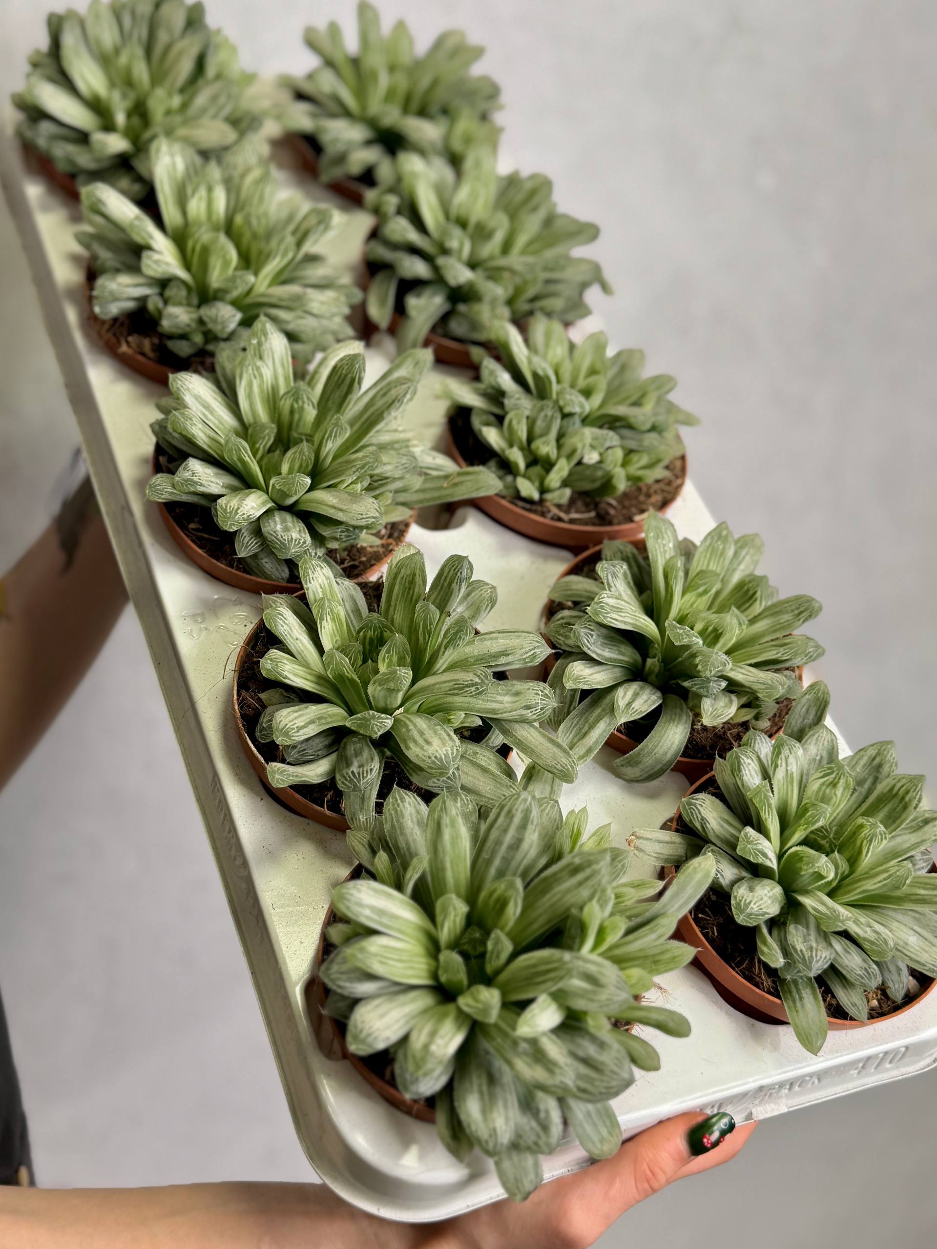 Хавортия Цимбиформис Белый Тигр (Haworthia Cymbiformis White Tiger) D10см