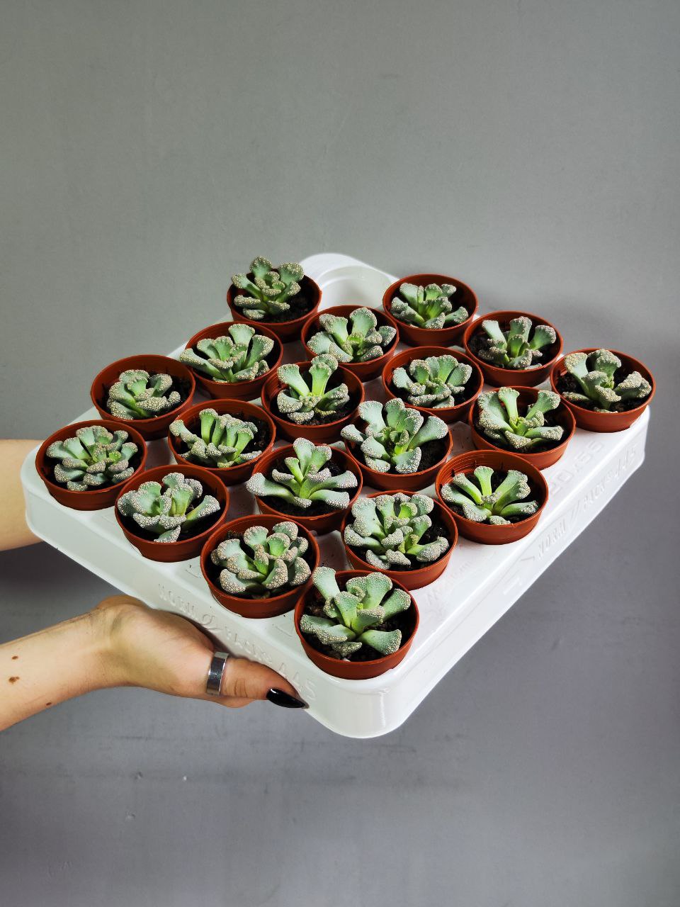 Титанопсис Калькарея Одиночный (Titanopsis Calcarea) D5см
