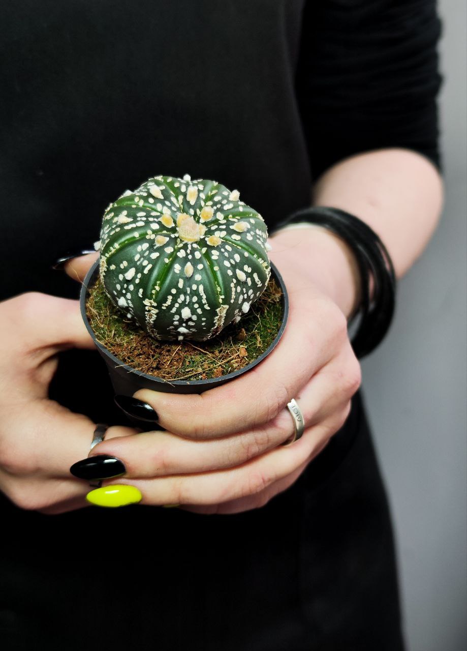 Астрофитум Супер Кабуто (Astrophytum Super Kabuto) D5см