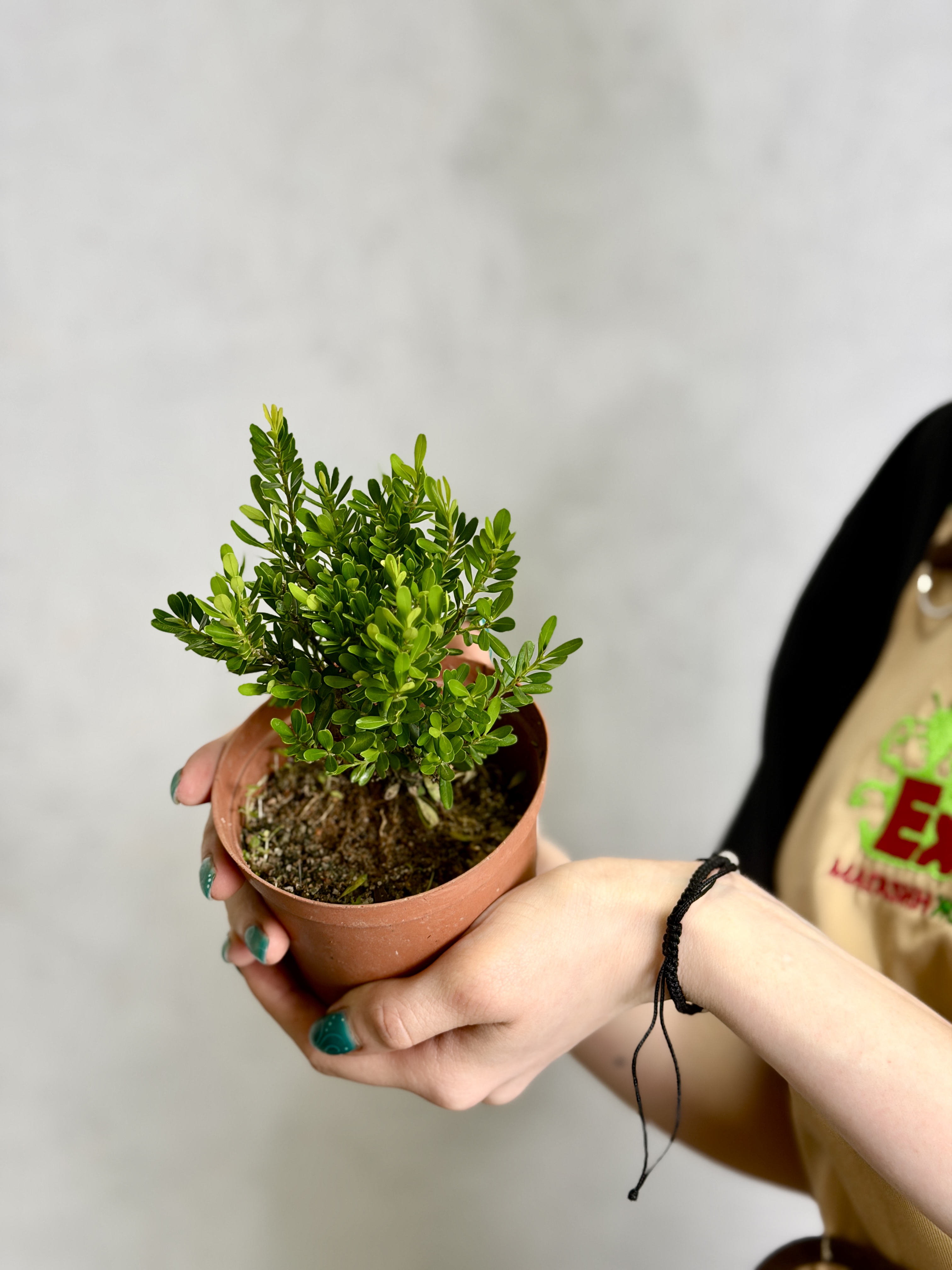 Самшит Вечнозеленый (Boxwood Green) D10см
