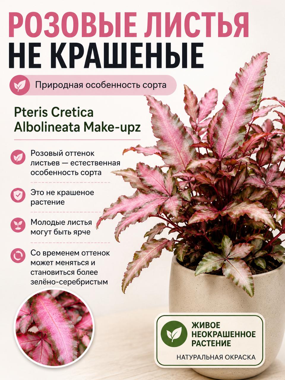 Птерис Критский Альболинеата Мейк Ап (Pteris Cretica Albolineata Make-upz) D7см