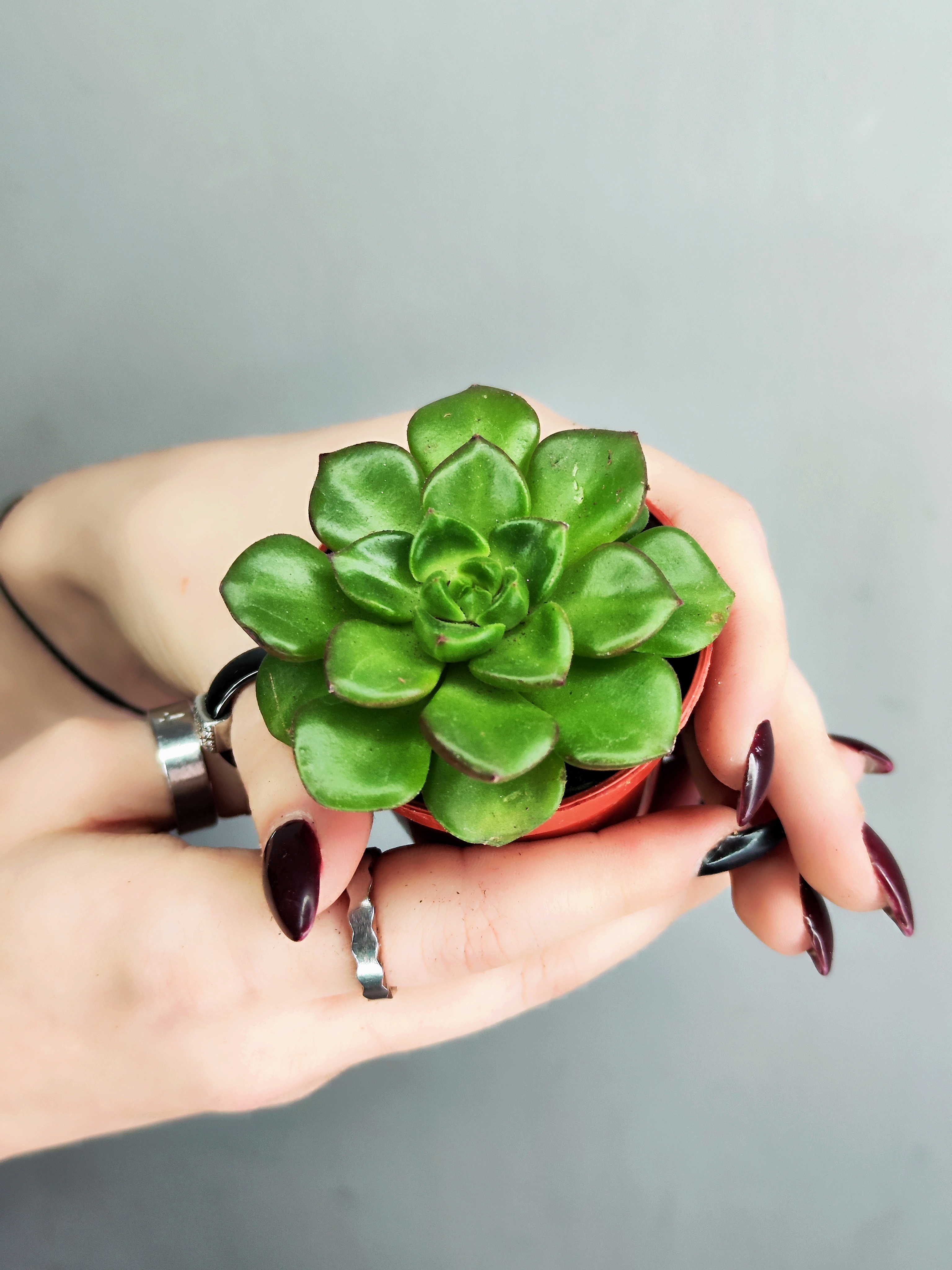 Эхеверия Мультикаулис (Echeveria Multicaulis) D5см