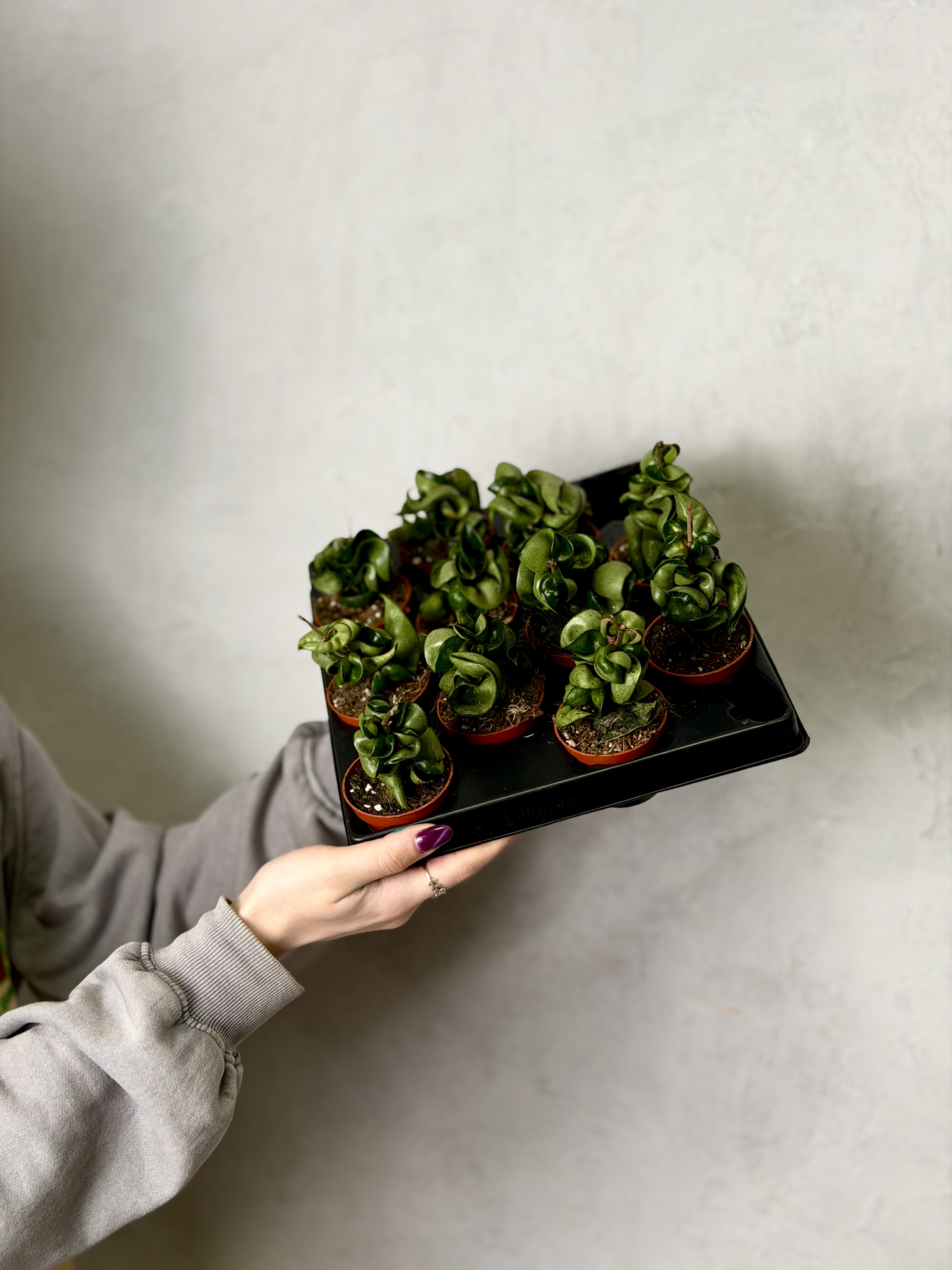 Хойя Карноза Компакта Грин (Hoya Carnosa Compacta Green) D6см