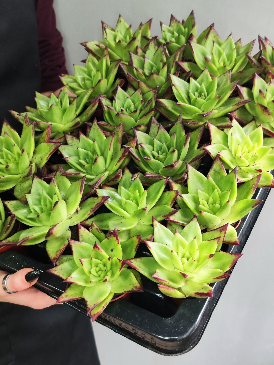 Эхеверия «Агавовидес Эбони Грин» (Echeveria Agavoides Ebony Green) D5см