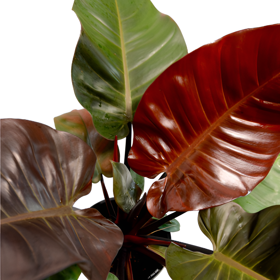 Филодендрон Империал Ред (Philodendron Imperial Red) D12см