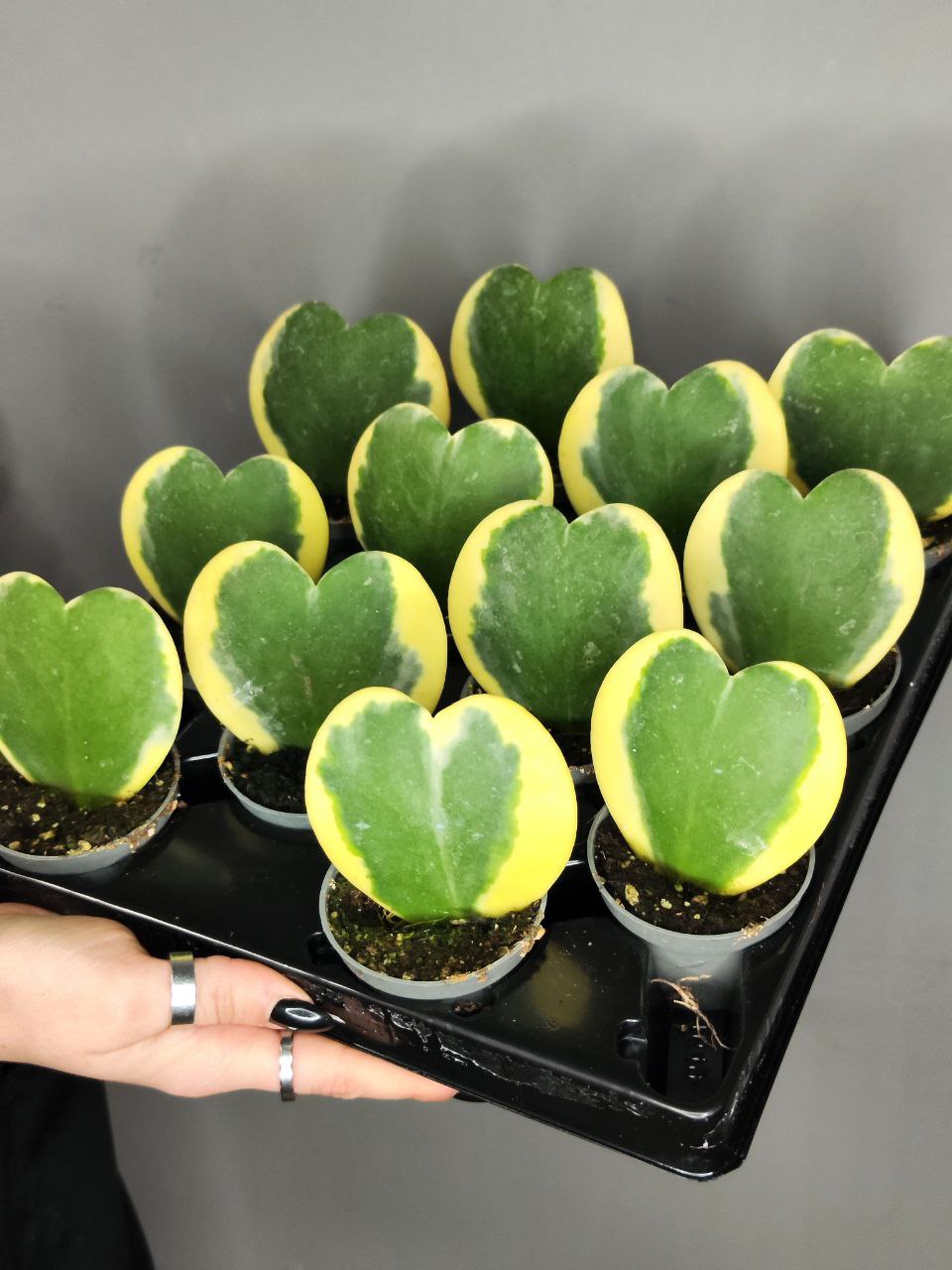 Хойя Керри Вариегатная (Hoya Kerrii Variegated) D6см
