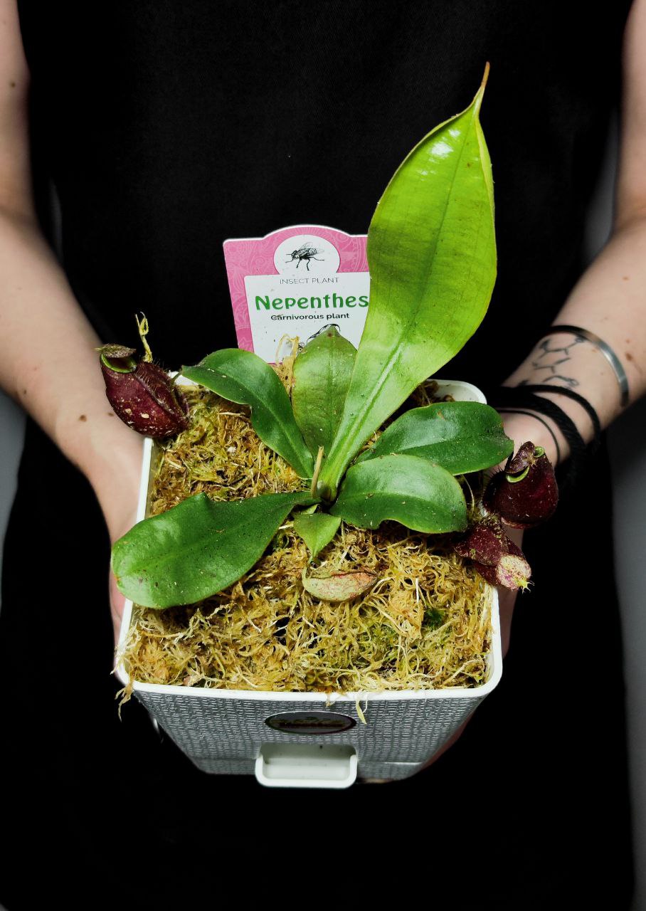 Непентес Ампулярия Красная (Nepenthes Ampullaria Red) D12см пересаженный