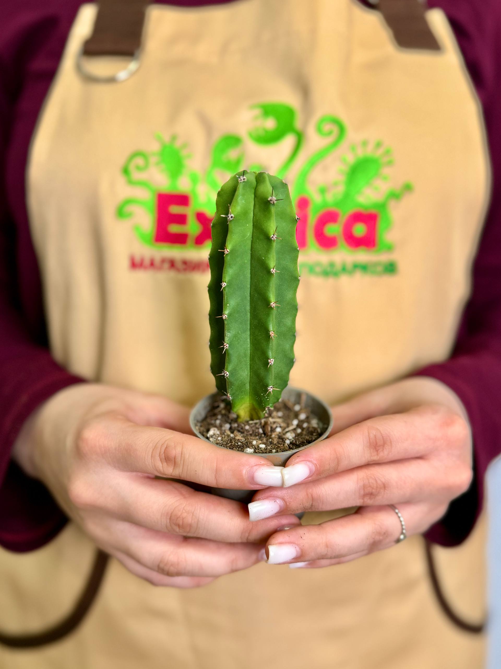 Кактус Лемэроцереус Классический (Cactus Lemaireocereus Straight) D5см