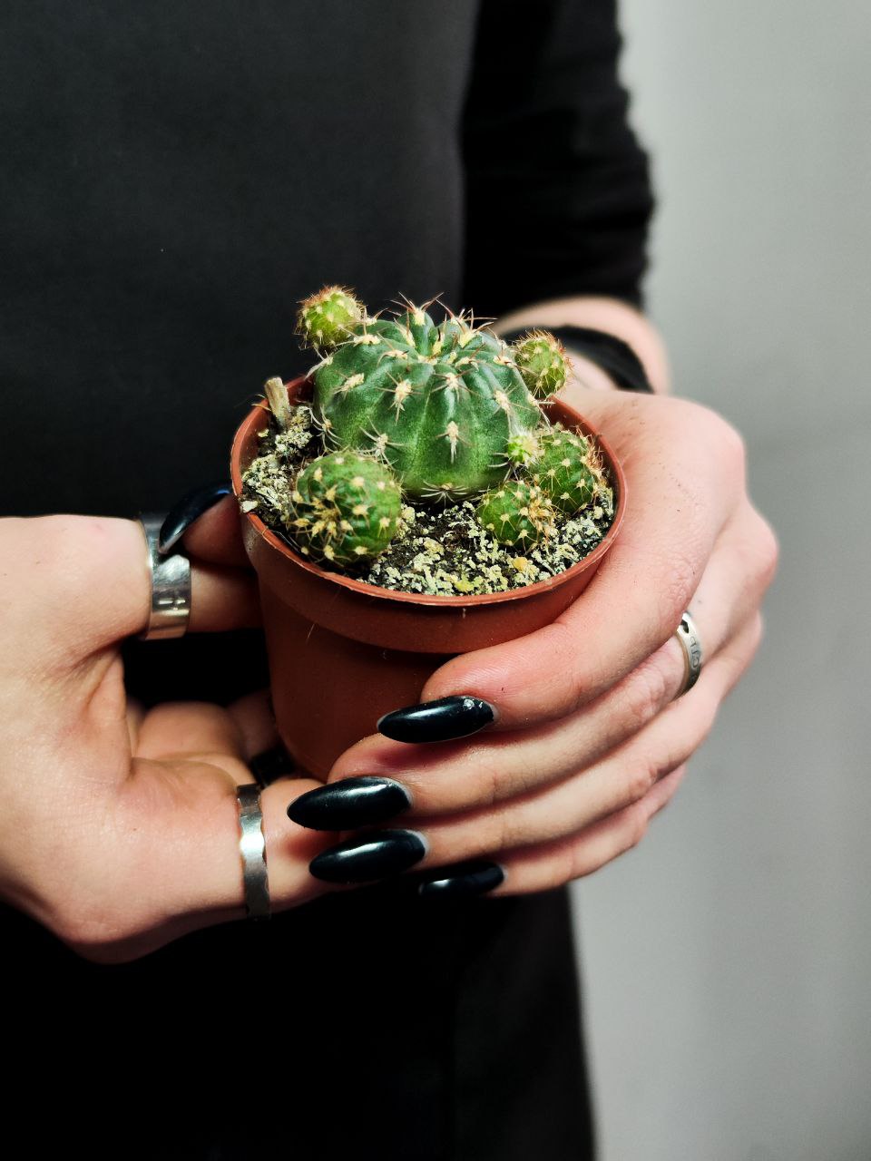 Кактус Матукана Польци (Cactus Matucana Polzii) D5см