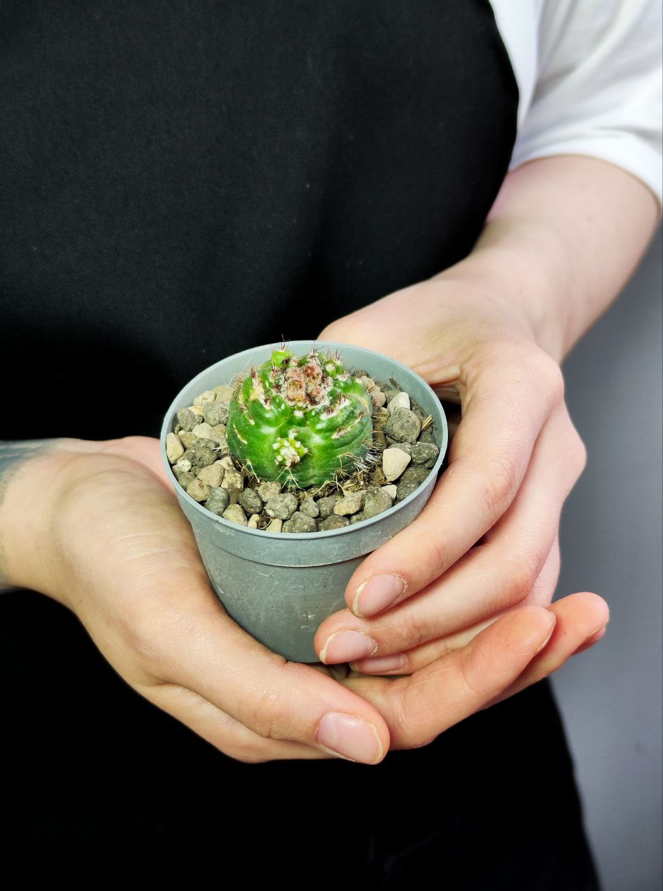 Нотокактус Юбельмана Монструозо (Notocactus Uebelmannianus Mostruoso) D6,5см
