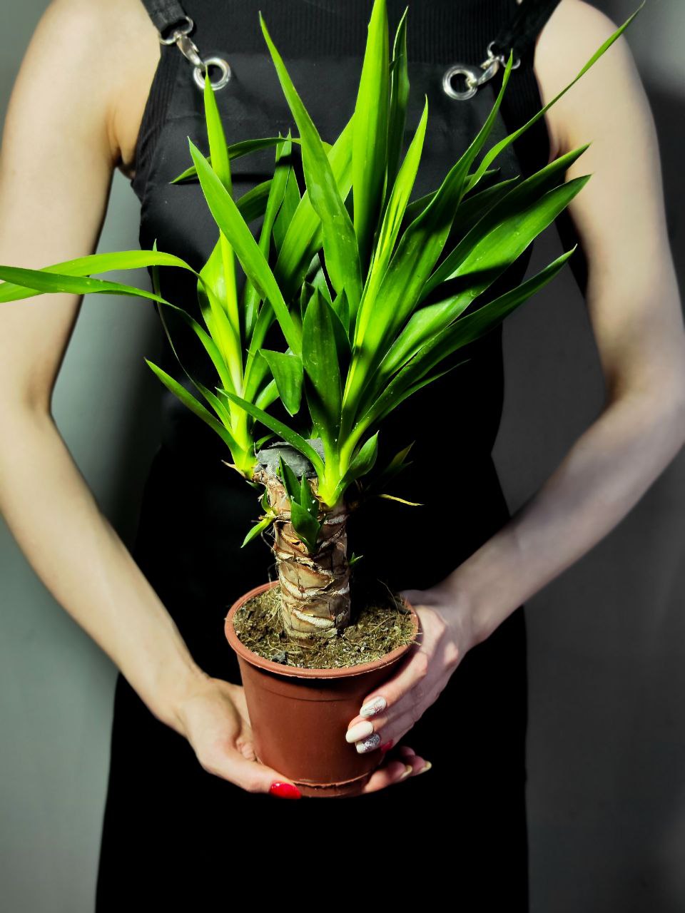 Юкка Слоновая (Yucca Elephantipes) D12см