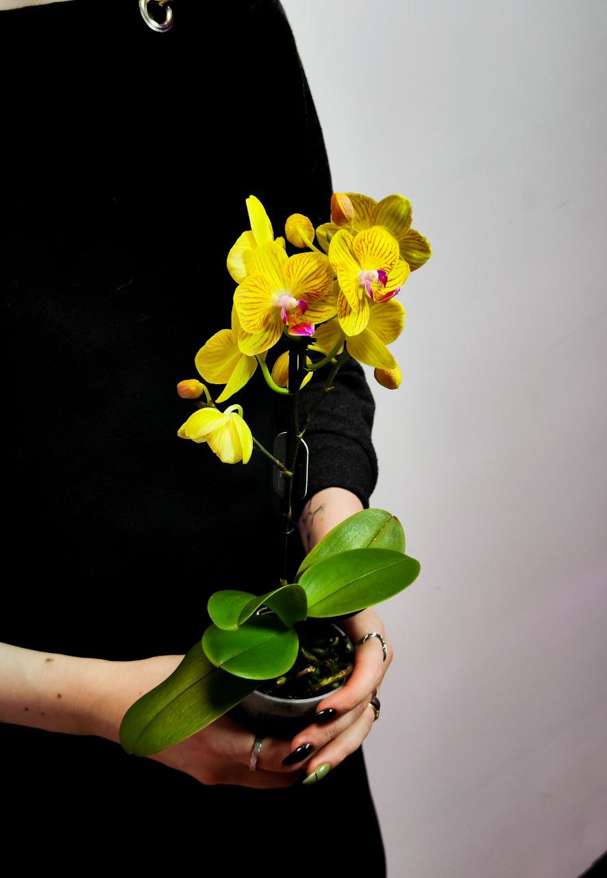 Орхидея Фаленопсис Желтая Торино (Phalaenopsis Torino Yellow) D6см