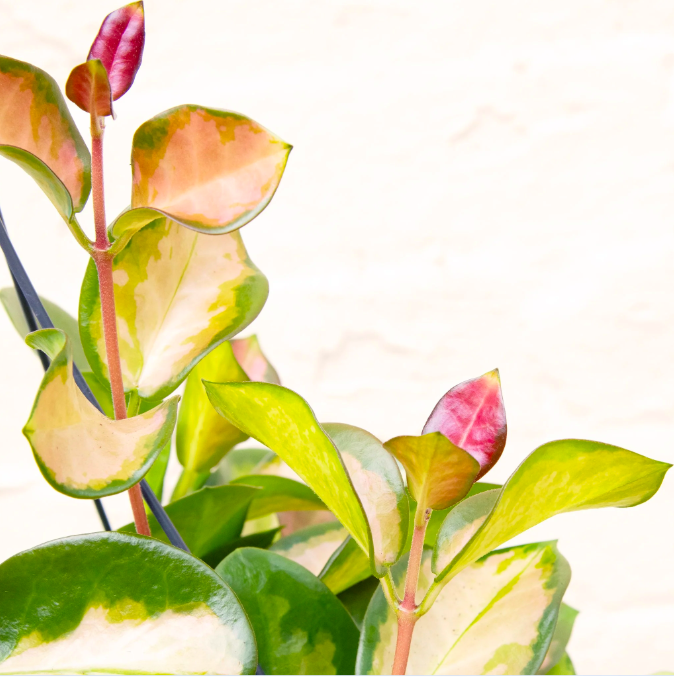 Хойя Лиза Аустралис (Hoya Australis Lisa) D6см