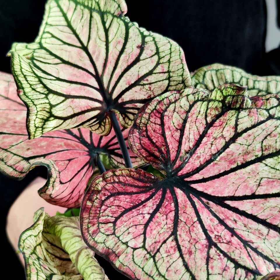 Каладиум Люси (Caladium Lucia) D6см