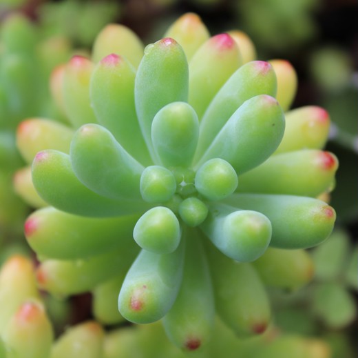 Седум Пахифиллюм (Sedum Pachyphyllum) D6,5см