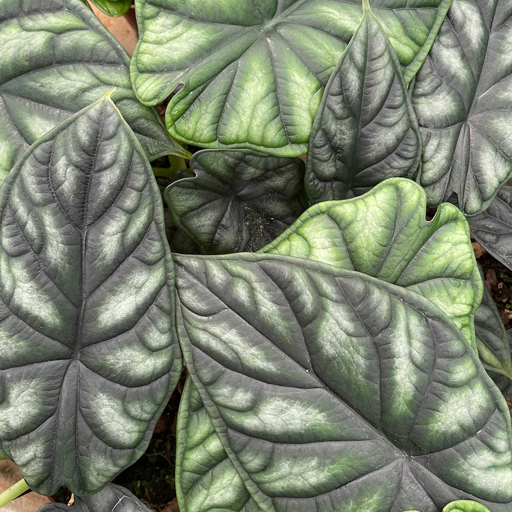 Алоказия Драгон Скейл, или Шкура Дракона (Alocasia Dragon Scale) D6см