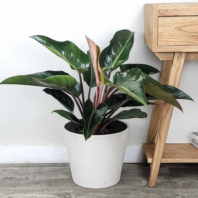 Филодендрон Роджо Конго (Philodendron Rojo Congo) D6см