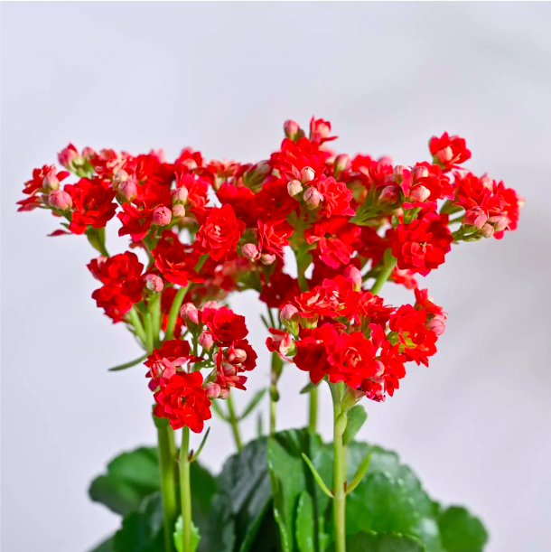 Каланхоэ Розалина Красная (Kalanchoe Rosalina Red) D6см