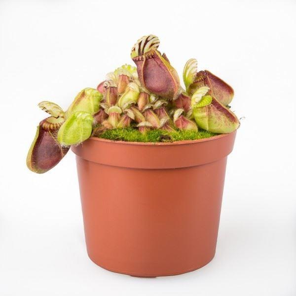 Цефалотус Мешочковидный (Cephalotus Follicularis) D9см