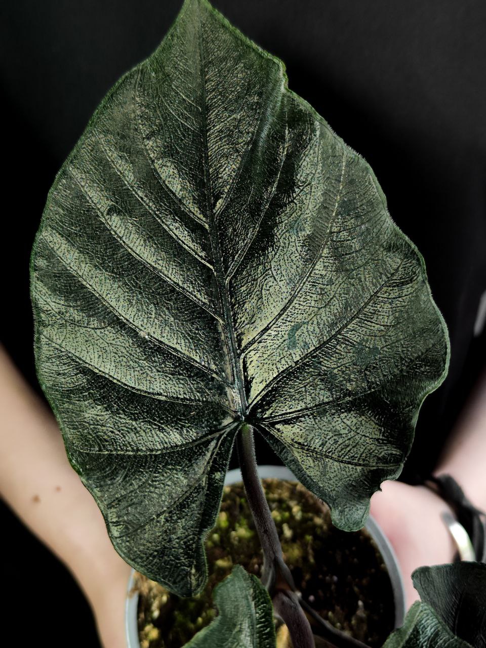 Алоказия Анторо Вельвет (Alocasia Antoro Velvet) D12см