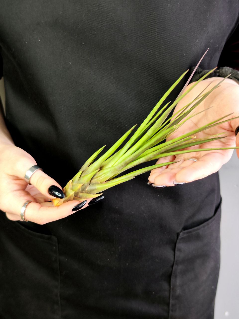 Тилландсия Меланократер Ред (Tillandsia Melanocrater Red)