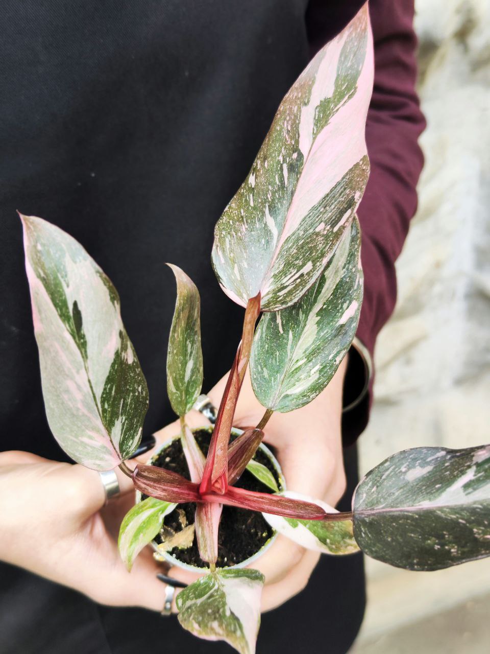 Филодендрон Пинк Принцесс Марбл (Philodendron Pink Princess Marble) D6см
