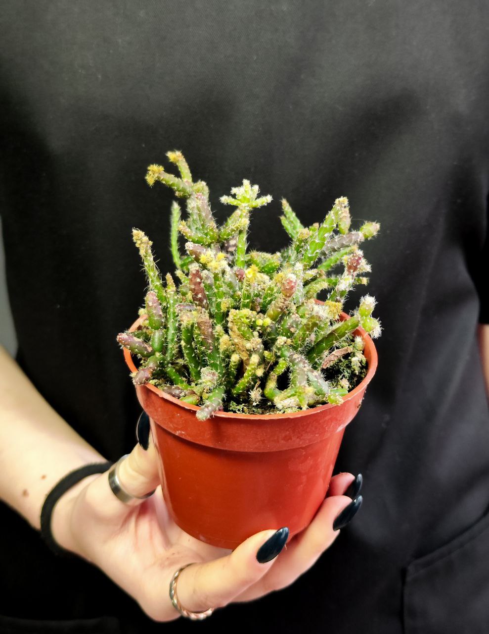 Рипсалис Барчела (Rhipsalis Burchellii) D8,5см