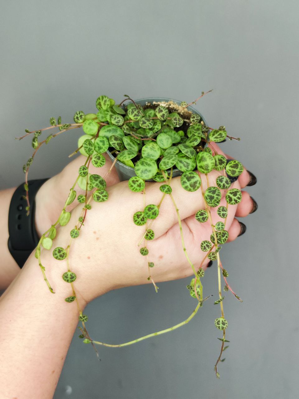 Пеперомия Прострата, или Cтелющаяся (Peperomia Prostrata) D5см