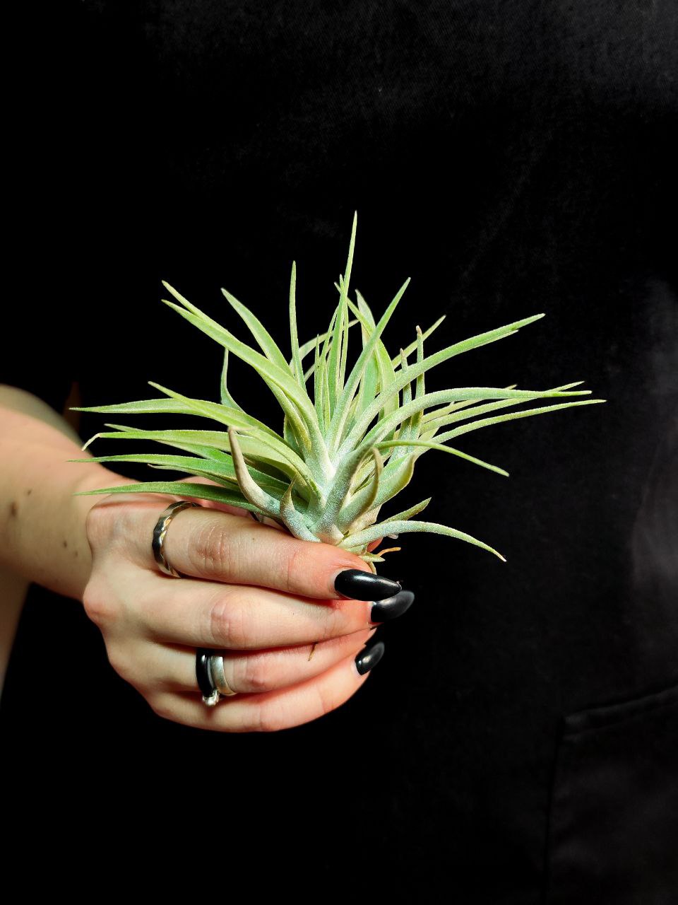 Тилландсия Кати (Tillandsia Kathy)