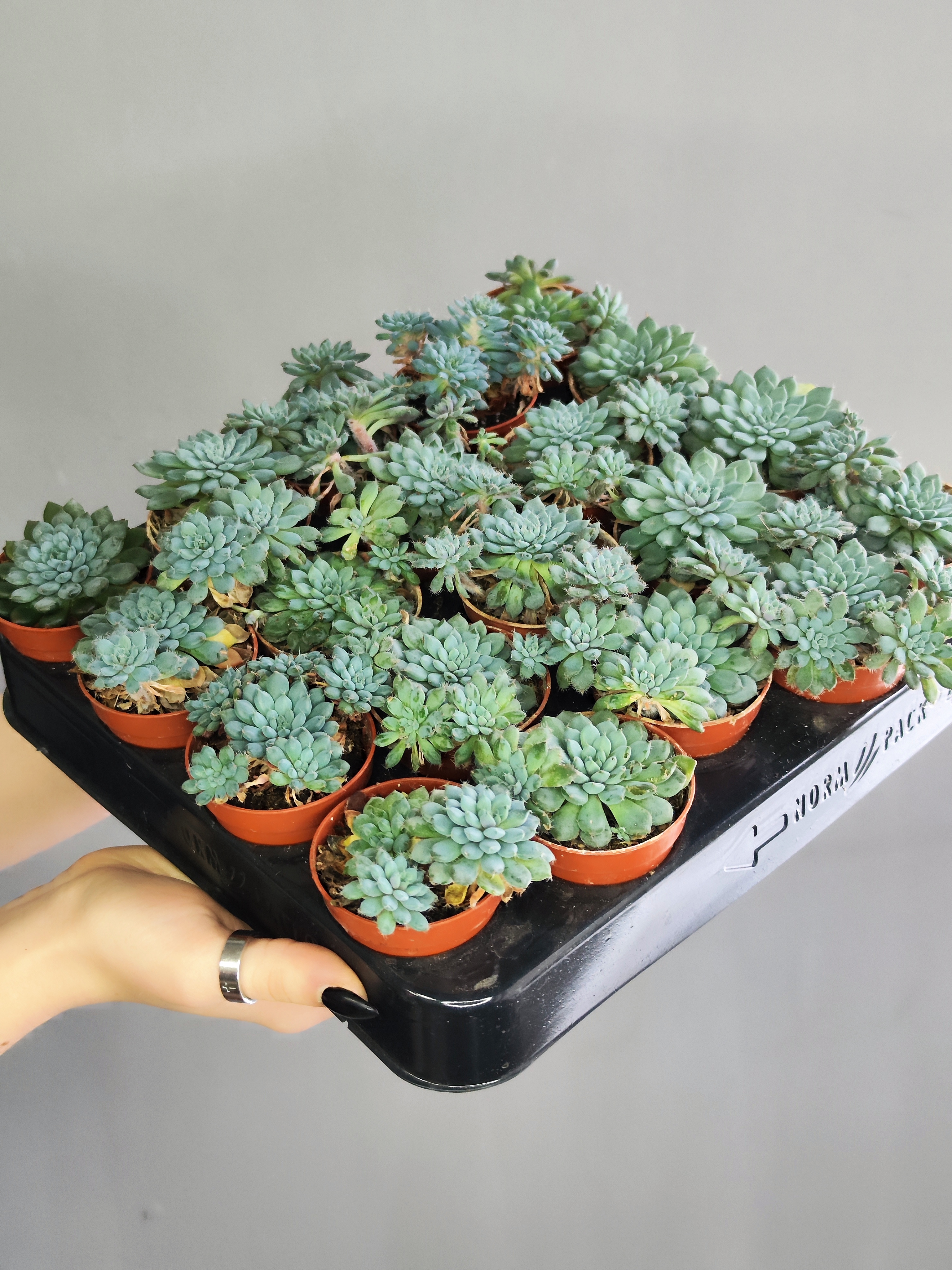 Эхеверия Сетоза Деминута (Echeveria Setosa Deminuta) D5см
