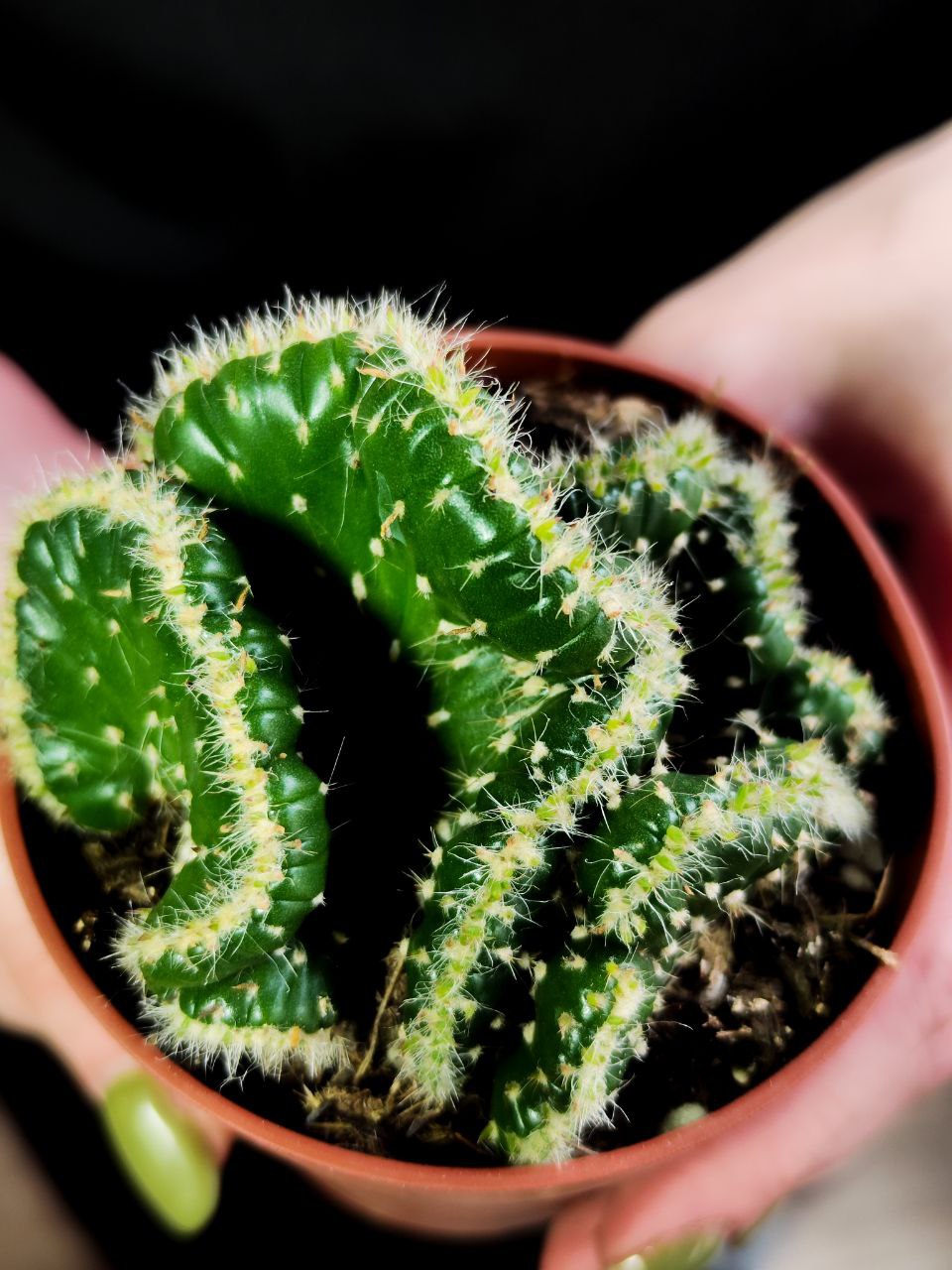 Опунция Субулата Кристата (Opuntia Subulata Cristata) D9см