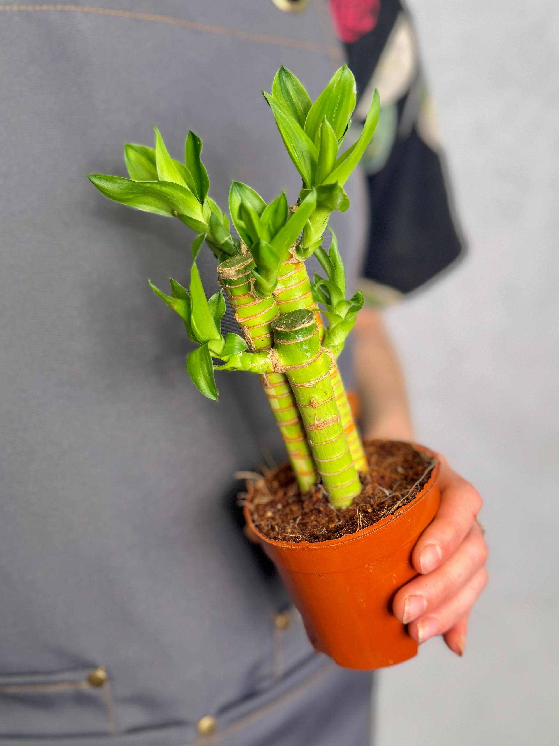 Бамбук Лаки, Драцена Сандериана (Dracaena Sanderiana Lucky Bamboo) D9см